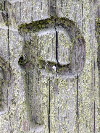 Written Wording in Distressed State Typography Letter Pの写真素材