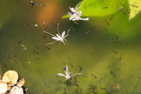 Close up of mosquito and insect water larvae in a garden pond