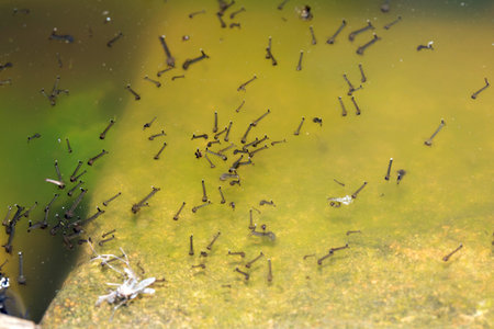 Close up of mosquito and insect water larvae in a garden pondの写真素材