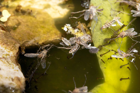 Close up of mosquito and insect water larvae in a garden pond
