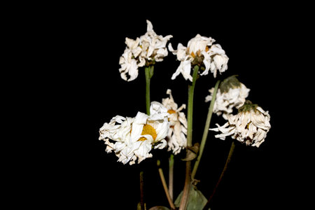 A Withered Dried Up FLower Petals on Black Background