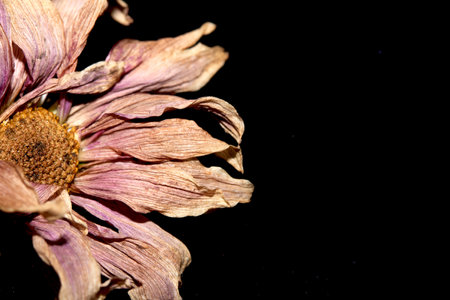 A Withered Dried Up FLower Petals on Black Backgroundの写真素材
