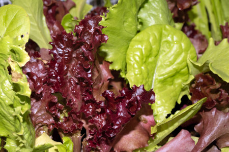 Close up of baby salad leaves lettuce greens growing in a greenhouseの写真素材