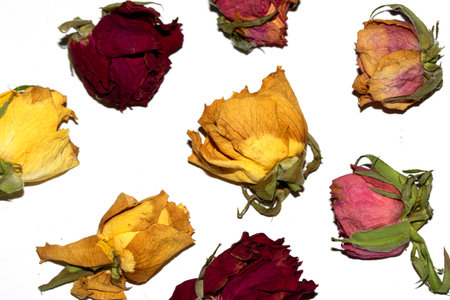 Close Up of Dead Dried Yellow and Red Rose Flower Petals on a White Backgroundの写真素材