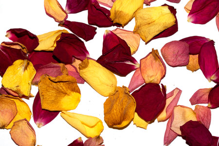 Beautiful withered dried dead rose petals on a white background