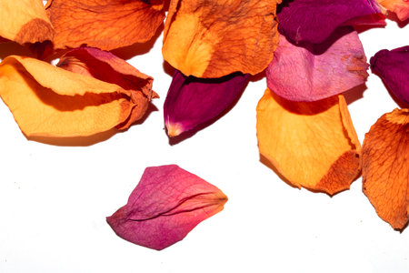 Beautiful withered dried dead rose petals on a white backgroundの写真素材
