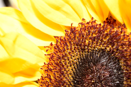 Close up of flower taking up the whole photo for backgroundの写真素材