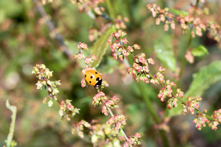 Close up of a UK British Ladybird or Ladybug Insect in the wild