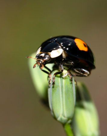 Close up of a Harlequin Ladybird ladybug insect on faunaの写真素材