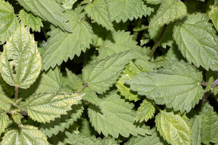 Close up of garden stinging nettle plants in a gardenの写真素材