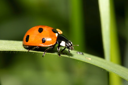 Close up of a UK British Ladybird or Ladybug Insect in the wild