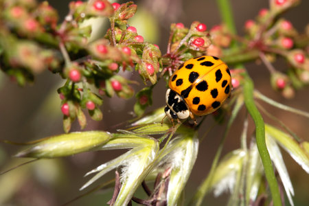 Close up of a UK British Ladybird or Ladybug Insect in the wildの写真素材