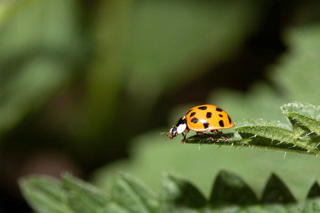 Close up of a UK British Ladybird or Ladybug Insect in the wild