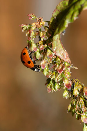 Close up of a UK British Ladybird or Ladybug Insect in the wild