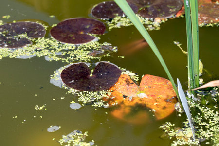 Close up of a DIY wildlife pond with lillies and weeds