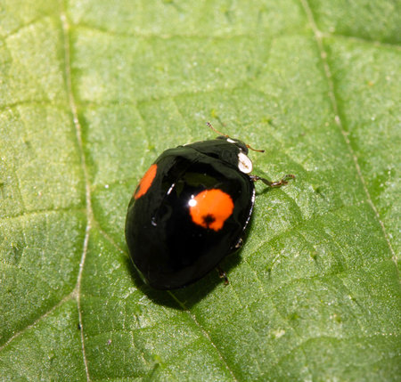 Close up of a UK British Ladybird or Ladybug Insect in the wildの写真素材