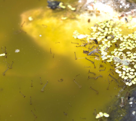 Close up of a DIY wildlife pond with lillies and weedsの写真素材