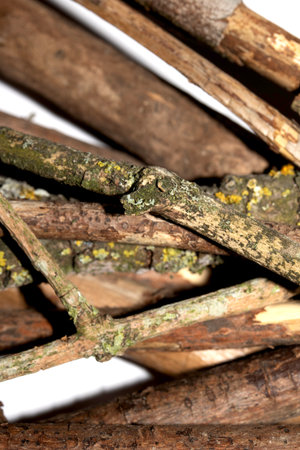 Small natural fallen tree twigs sticks and branches on a white background
