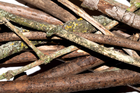 Small natural fallen tree twigs sticks and branches on a white backgroundの写真素材