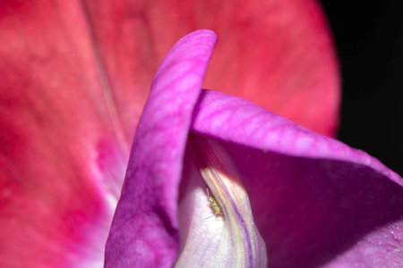 Close up of a tiny aphid insect on a sweet pea flowerの写真素材