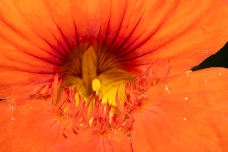 Close up of a bright orange Nasturtium flowerの写真素材