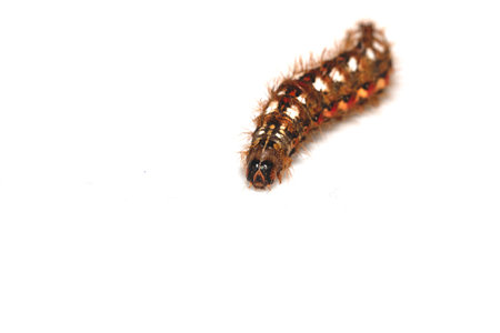 Close up of a tussock caterpillar from a moth butterfly on a white backgroundの写真素材