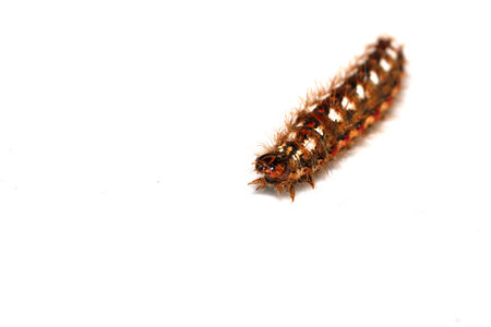 Close up of a tussock caterpillar from a moth butterfly on a white backgroundの写真素材
