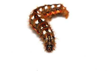 Close up of a tussock caterpillar from a moth butterfly on a white backgroundの写真素材