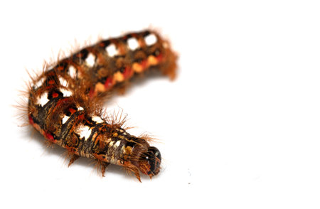 Close up of a tussock caterpillar from a moth butterfly on a white backgroundの写真素材