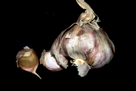 Large violet garlic bulb on a black backgroundの写真素材