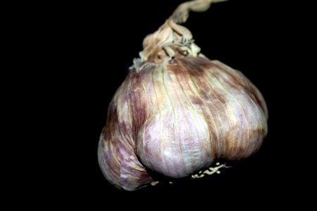 Large violet garlic bulb on a black backgroundの写真素材