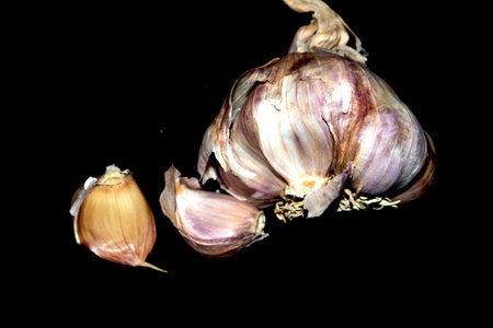 Large violet garlic bulb on a black backgroundの写真素材