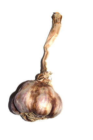 Large violet garlic bulb on a white backgroundの写真素材