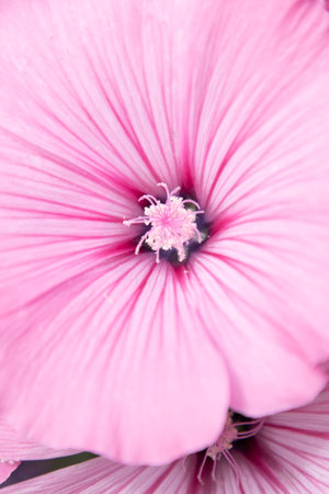 Lavatera Plant Pink Flower Tree Mallowの写真素材