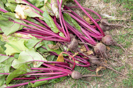 Fresh home grown beetroot with stems and leaves gardening harvest