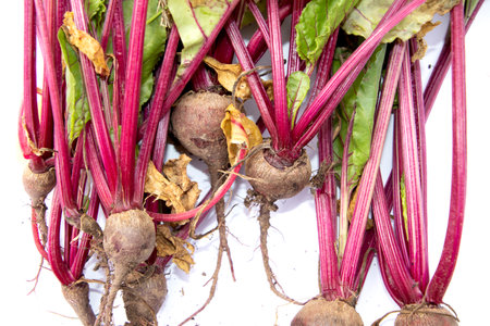 Fresh home grown beetroot with stems and leaves gardening harvest