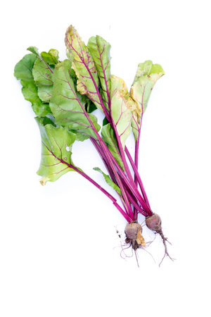 Fresh home grown beetroot with stems and leaves gardening harvestの写真素材