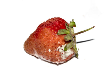 Close up of mouldy fruit strawberry strawberries on white backgroundの写真素材
