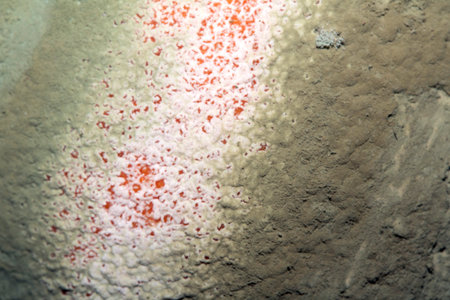 Fruit mould and spores on an over ripe rotten orange