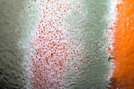 Fruit mould and spores on an over ripe rotten orange