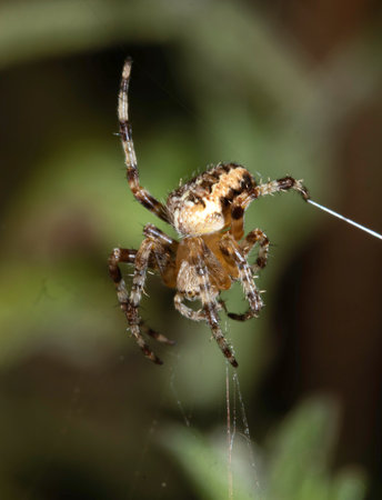 Close up of a UK garden spider on its web waiting for food