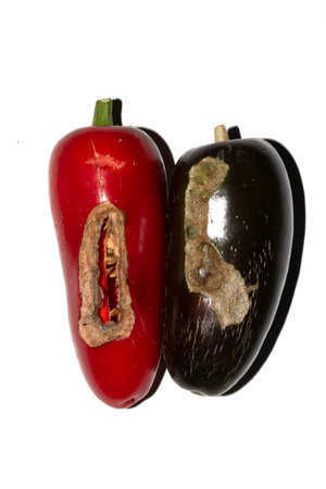 Home grown chilli pepper vegetable damaged eaten by slugs and pests ruinedの写真素材