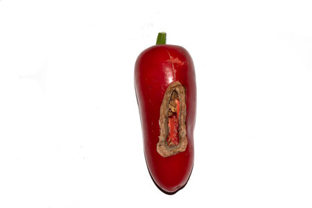 Home grown chilli pepper vegetable wonky and damaged eaten by slugs and pests ruinedの写真素材