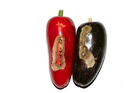 Home grown chilli pepper vegetable wonky and damaged eaten by slugs and pestsの写真素材