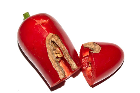 Home grown chilli pepper vegetable wonky and damaged eaten by slugs and pests ruinedの写真素材