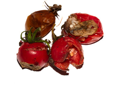 Very mouldy and squashed tomato spoiled and decomposing on white backgroundの写真素材