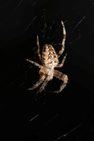 Close up of a garden spider on a web