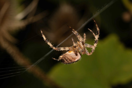 Close up of a garden spider on a web arachnophobia scary nature