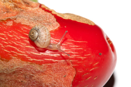 Snail eating a rotten damaged chilli pepper vegetableの写真素材