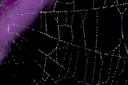 Spooky spiderweb spider web with water droplets close up background